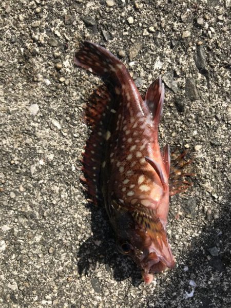 久しぶりの平磯