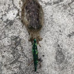 朝マヅメエギング