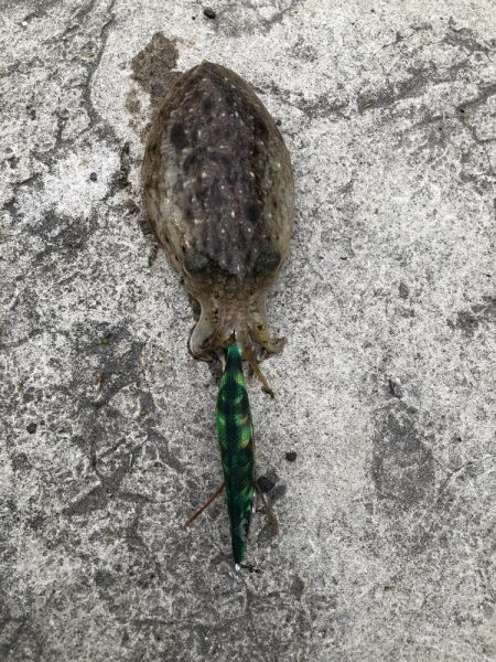 朝マヅメエギング