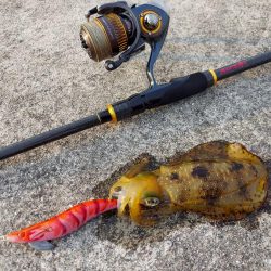 GW遠征エギング鹿児島