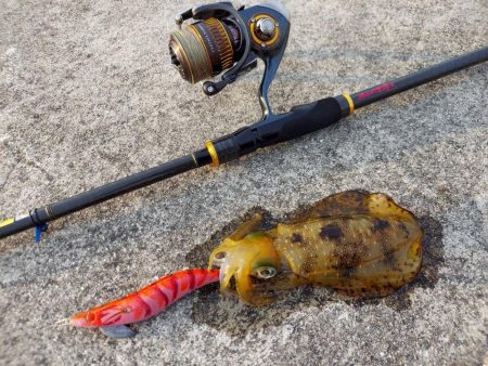 GW遠征エギング鹿児島