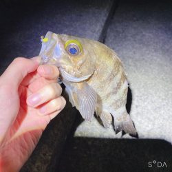 最近の中では渋め、