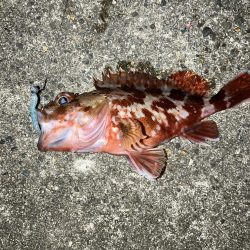 ガシラに癒され