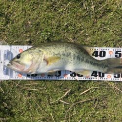 朝マズメだけで2本