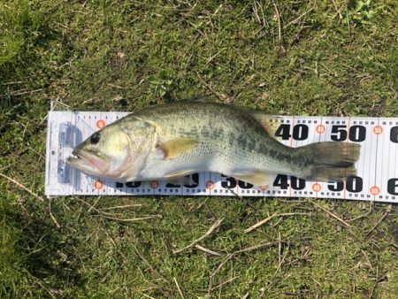 朝マズメだけで２本