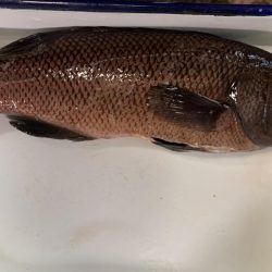 活性の低いGW中こそコブダイを狙うという戦略