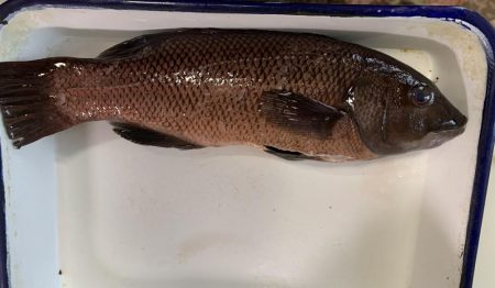 活性の低いGW中こそコブダイを狙うという戦略