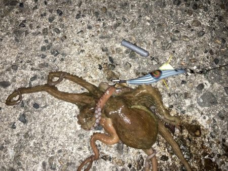 【タコング】今シーズン1匹目