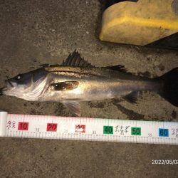 バチ抜けシーバス