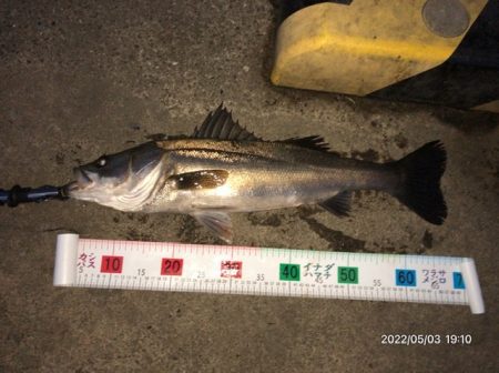 バチ抜けシーバス