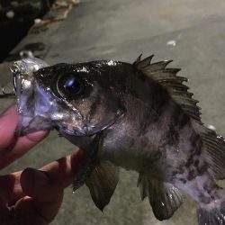 たかたかの釣り日記
