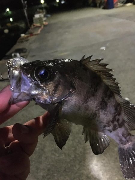 たかたかの釣り日記
