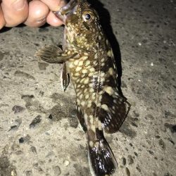 ジグタンエサ釣り