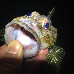 たかたかの釣り日記