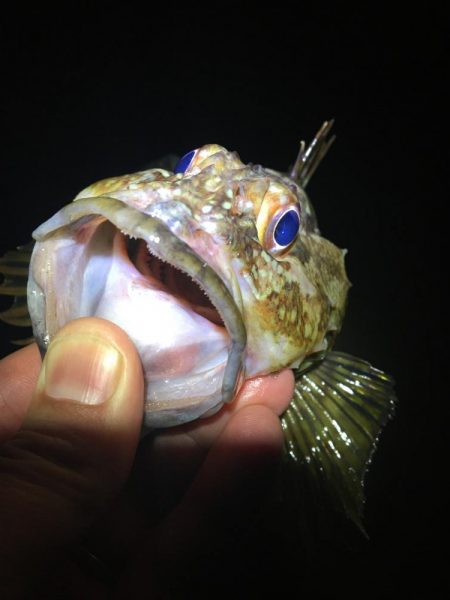 たかたかの釣り日記