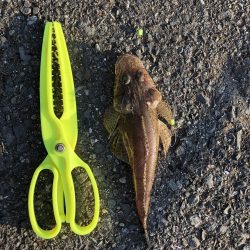 足下ぶっ込みでアナゴとコチ