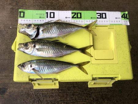 4日連続の尺アジ