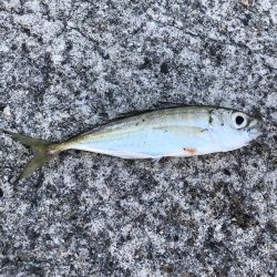 夕マヅメアジング