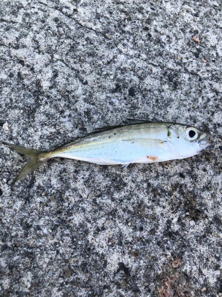 夕マヅメアジング