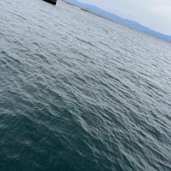 オオモンハタ？かな？