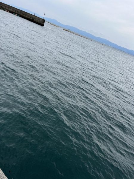 オオモンハタ？かな？