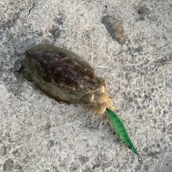 コウイカエギング