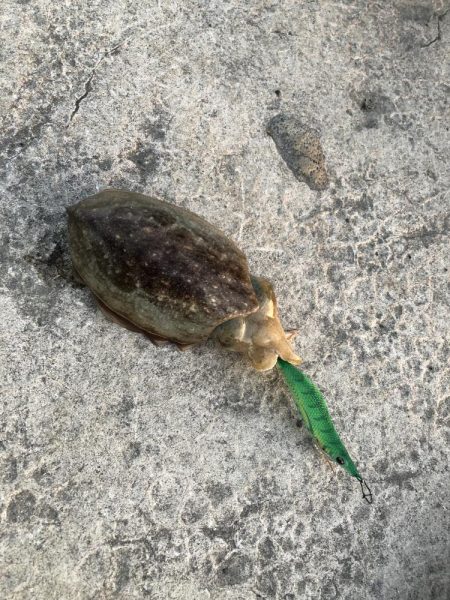 コウイカエギング