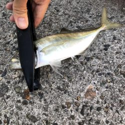 ユウマヅメ アジング