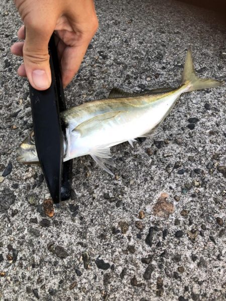 ユウマヅメ　アジング