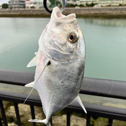 １年ぶりの釣果でロウニンアジ