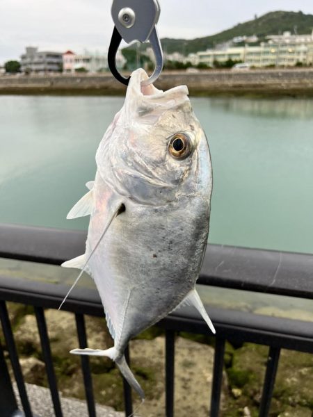 １年ぶりの釣果でロウニンアジ