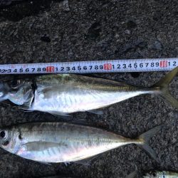 3日連続の尺アジ