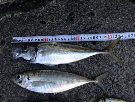 3日連続の尺アジ