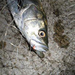 時合いは長くなっているが…