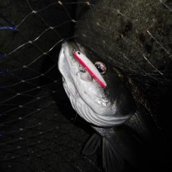 ボラだらけ…。