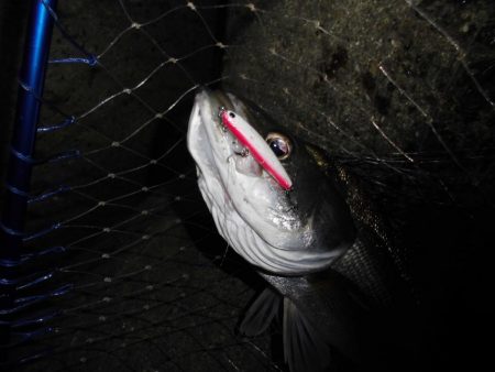 ボラだらけ…。