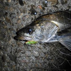 バチパターン不発