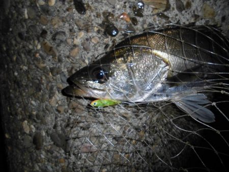 バチパターン不発