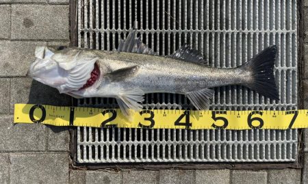 青物おらず。ただシーバスのみ