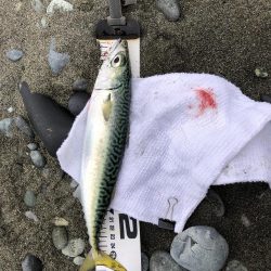 サバ！久しぶり！