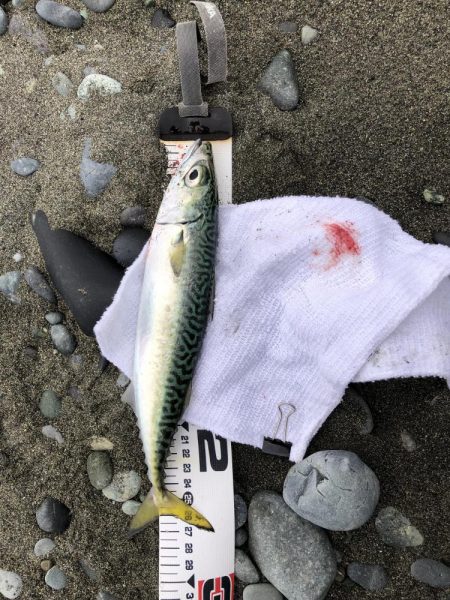 サバ！久しぶり！