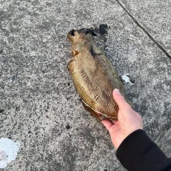 エギングでコウイカ