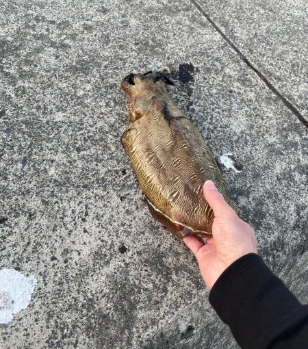 エギングでコウイカ