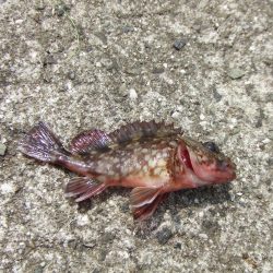 3年ぶりの淡路島　根魚に遊んでもらいました。