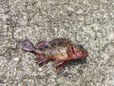 3年ぶりの淡路島　根魚に遊んでもらいました…