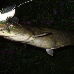 今シーズン初釣行で大鯰
