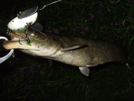 今シーズン初釣行で大鯰