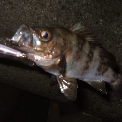 シーバスプラグでメバリング