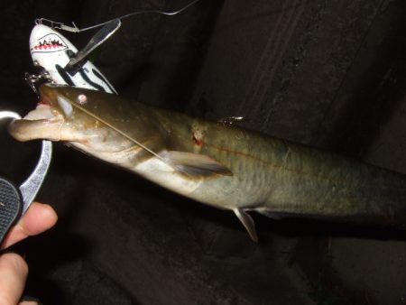 新規ポイントは激スレ