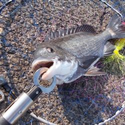 和歌山市某所で落とし込み 真チヌ43cm以下計2枚